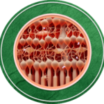 Fellows-icon-updated-150×150.png
